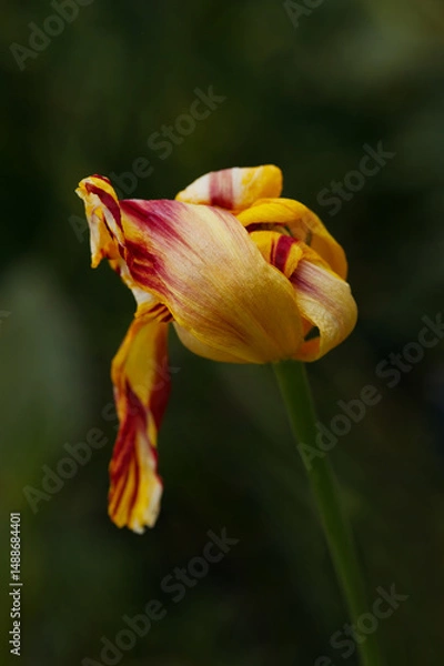 Obraz A dying tulip