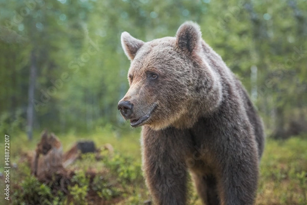 Fototapeta Close-up view of a brown bear in a natural forest setting