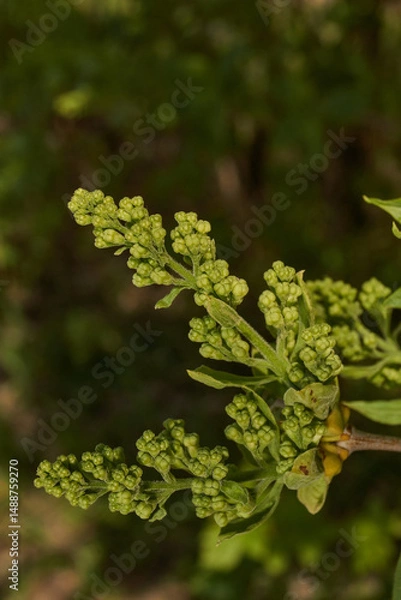 Fototapeta Lilac buds are blooming. Lilac buds (Latin Syringa vulgaris) in the rays of the spring sun. Spring.