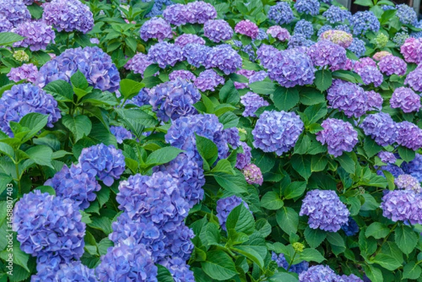 Obraz 紫陽花の花