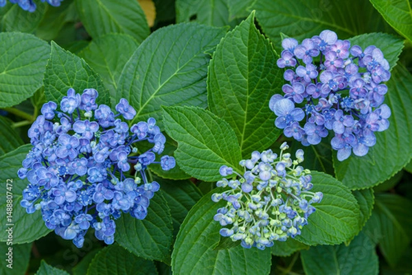 Obraz 紫陽花の花