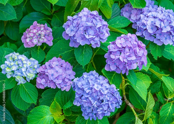 Obraz 紫陽花の花