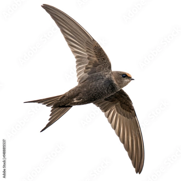 Obraz swift bird png, transparent background