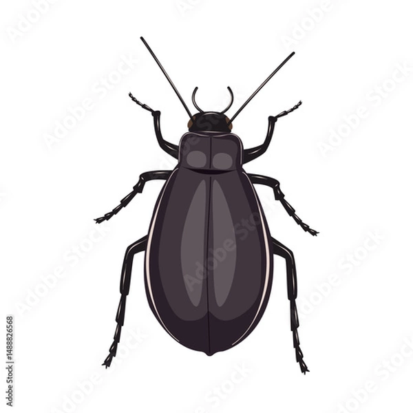 Fototapeta Darkling beetle insect on white background. Family tenebrionidae. Isolated vector illustration.