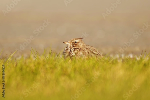 Obraz Rare Crested lark (Galerida cristata) in Vaasa, Finland. resting on the ground in spring.