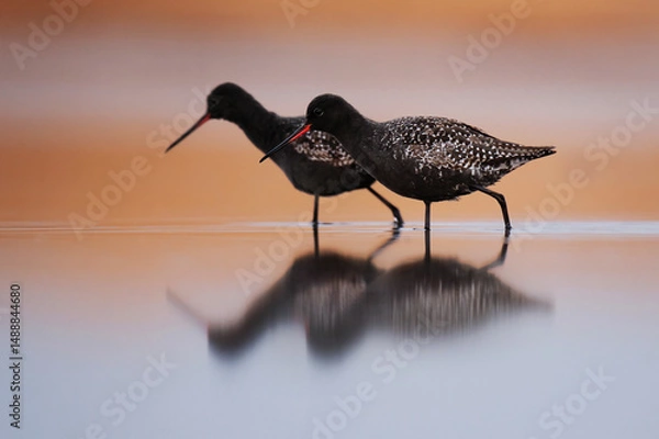 Obraz Two spotted redshanks (Tringa erythropus) feeding in the wetlands in spring.