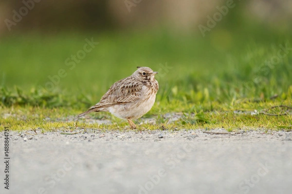 Obraz Rare Crested lark (Galerida cristata) in Vaasa, Finland. resting on the ground in spring.
