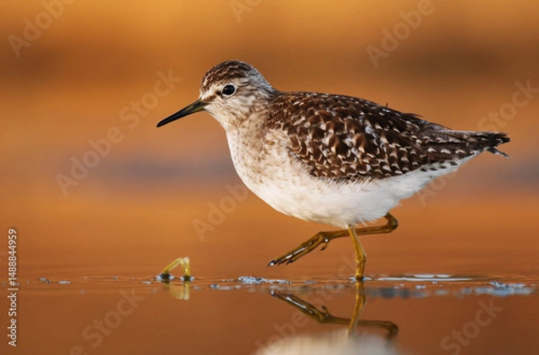 Obraz Wood sandpiper (Tringa glareola) closeup feeding in the wetlands in spring at sunrise.