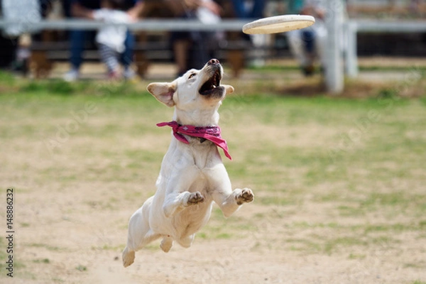 Obraz フリスビーに飛びつく犬