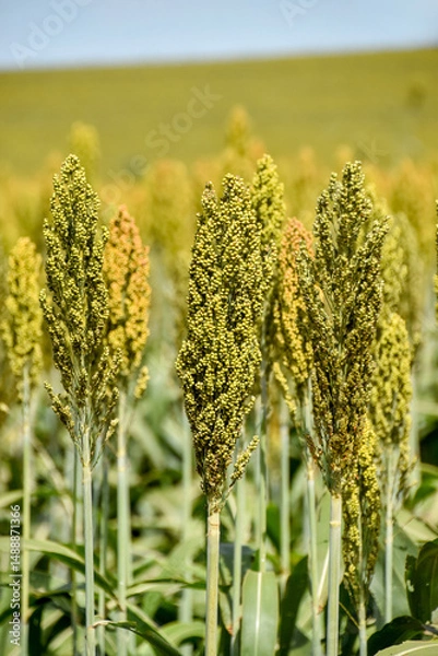 Obraz sorghum plantation