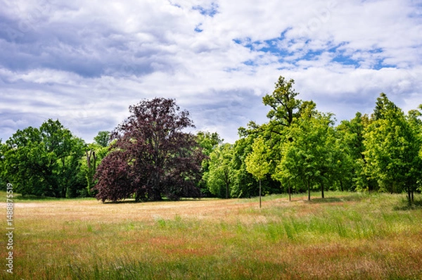 Obraz Parklandschaft
