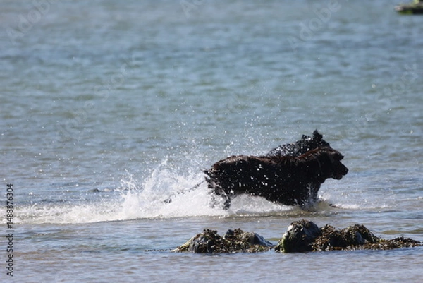 Obraz Dogs on the beach