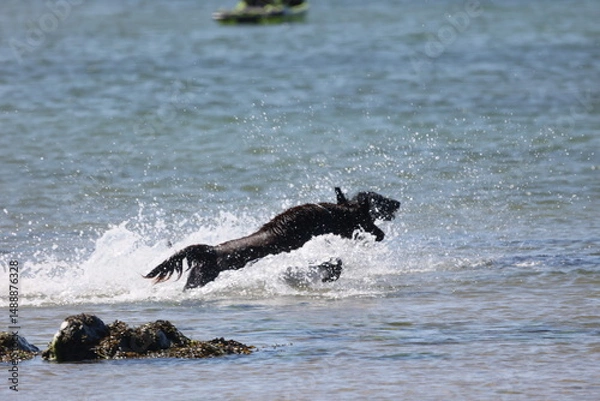 Obraz Dogs on the beach