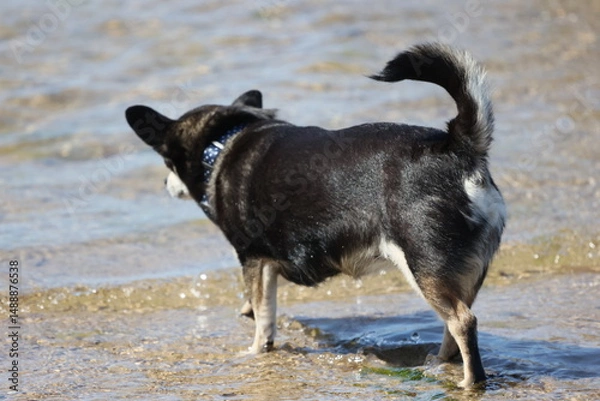 Obraz Dogs on the beach