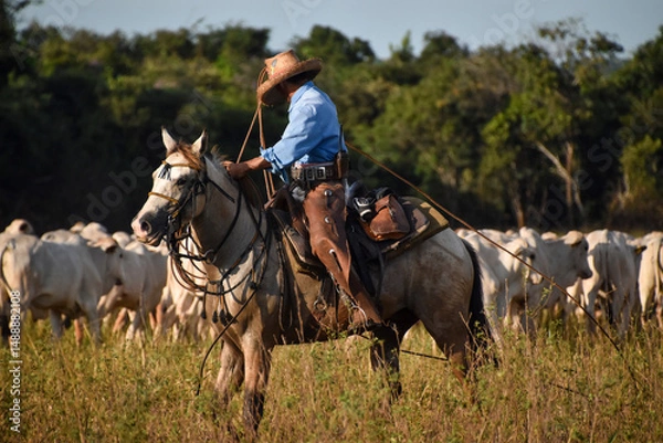Obraz cattleman working with cattle