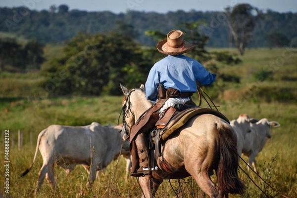 Obraz cattleman working with cattle