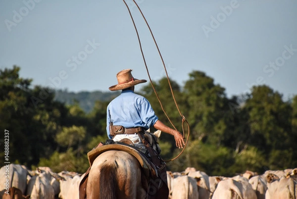 Obraz cattleman working with cattle