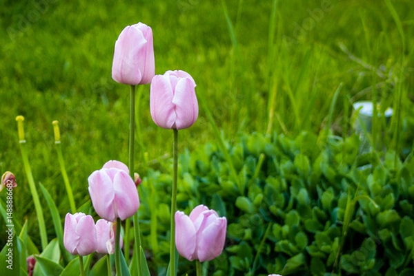 Obraz pink tulips in the garden