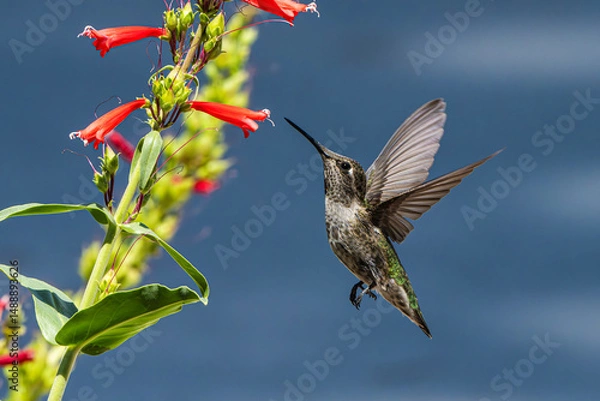 Fototapeta Anna's Hummingbird (Calypte Anna) Photo, in Flight, Feeding on Parry's penstemon (Penstemon parryi) Blooms