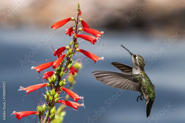 Fototapeta Anna's Hummingbird (Calypte Anna) Photo, in Flight, Feeding on Parry's penstemon (Penstemon parryi) Blooms