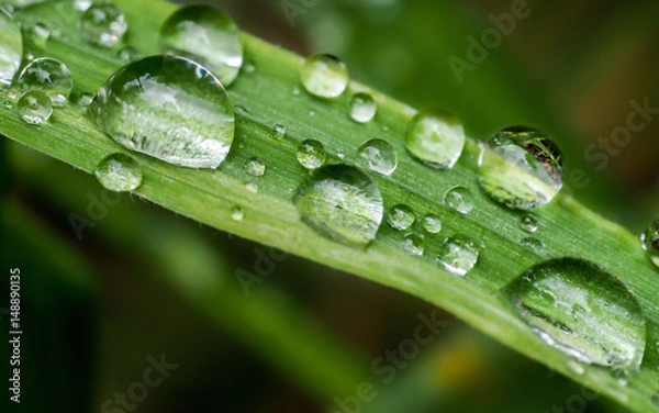 Obraz multiple water droplets on leaves