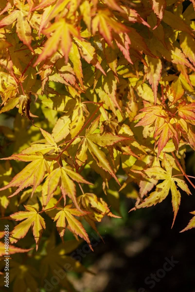 Fototapeta Yellow-orange branches of a Japanese maple, illuminated by the sun.
