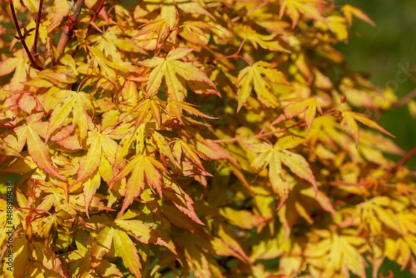 Fototapeta Yellow-orange branches of a Japanese maple, illuminated by the sun.