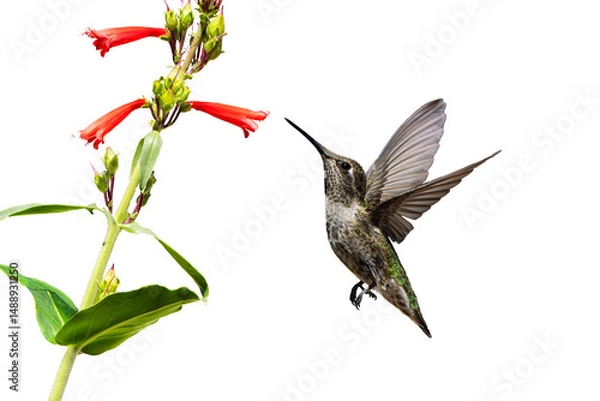 Fototapeta Anna's Hummingbird (Calypte Anna) Photo, in Flight, Feeding on Parry's penstemon (Penstemon parryi) Blooms, on a Transparent, Isolated PNG Background