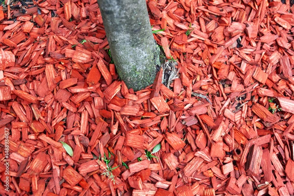 Obraz Red wood chips laid on the ground around a tree trunk.