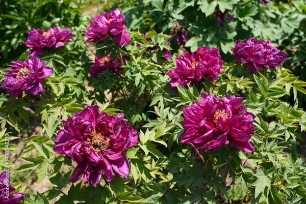 Obraz Pink tree peony flower bush in full bloom