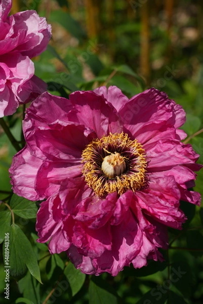 Obraz Pink tree peony flower bush in full bloom