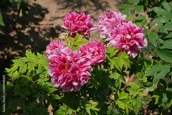 Obraz Pink tree peony flower bush in full bloom