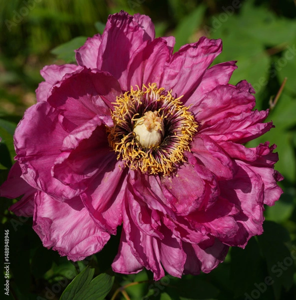 Obraz Pink tree peony flower bush in full bloom