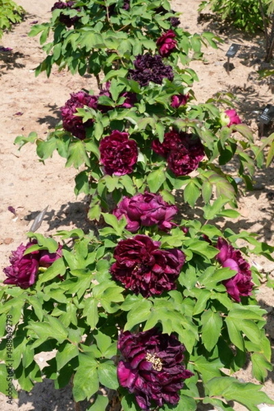 Obraz Pink tree peony flower bush in full bloom