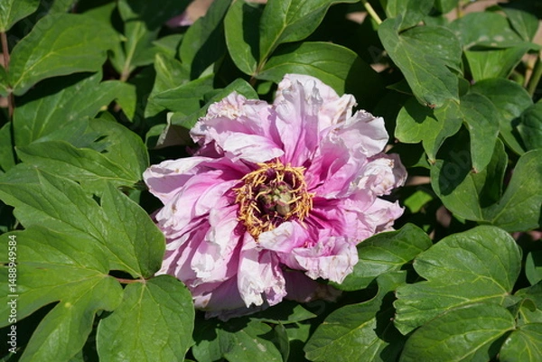 Obraz Pink tree peony flower bush in full bloom
