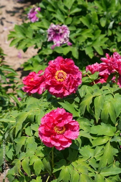 Obraz Pink tree peony flower bush in full bloom