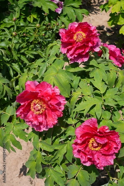 Obraz Pink tree peony flower bush in full bloom