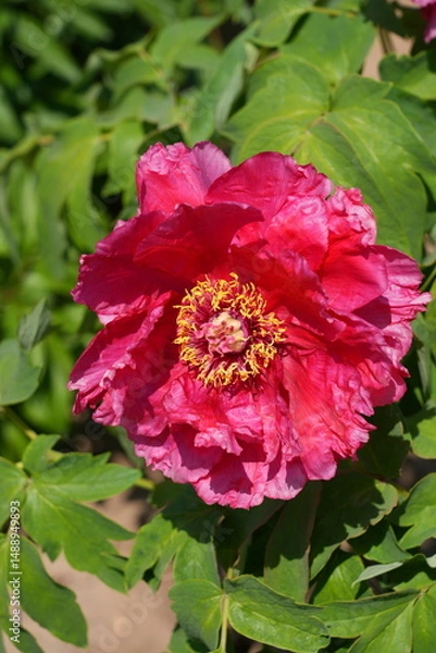 Obraz Pink tree peony flower bush in full bloom