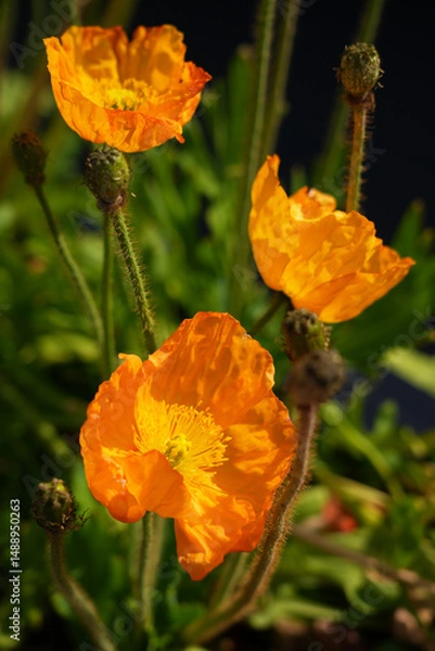 Obraz Colorful flowers of Icelandic Poppy (Papaver Nudicaule)