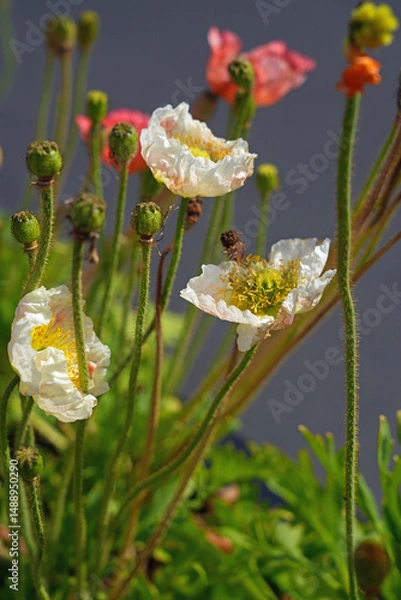Obraz Colorful flowers of Icelandic Poppy (Papaver Nudicaule)