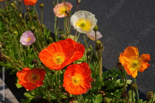 Obraz Colorful flowers of Icelandic Poppy (Papaver Nudicaule)