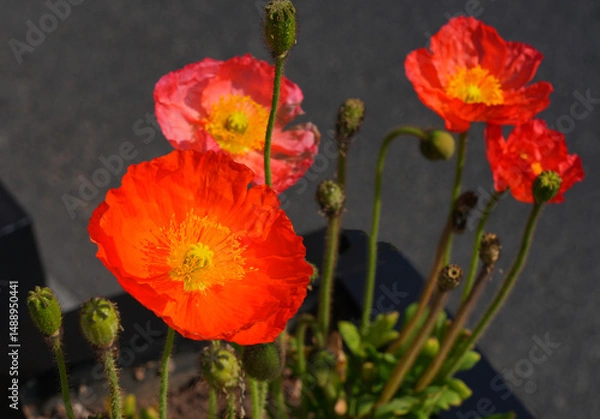 Obraz Colorful flowers of Icelandic Poppy (Papaver Nudicaule)