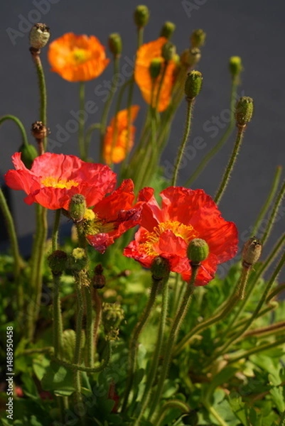 Obraz Colorful flowers of Icelandic Poppy (Papaver Nudicaule)