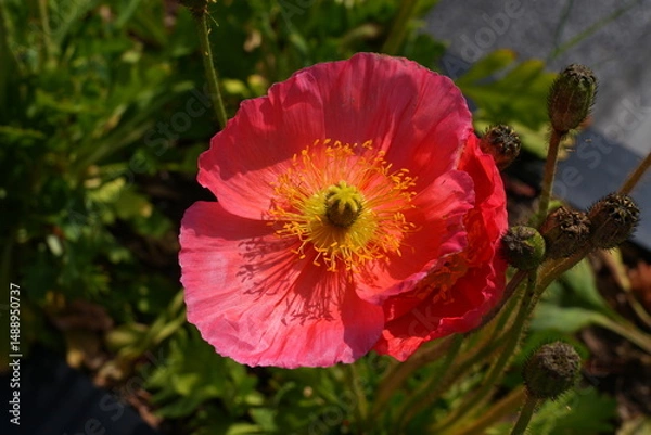 Obraz Colorful flowers of Icelandic Poppy (Papaver Nudicaule)