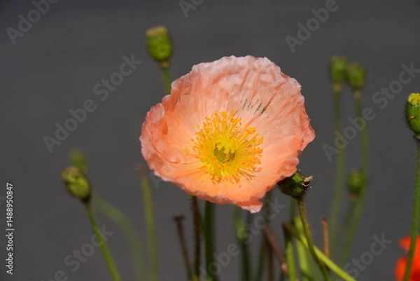 Obraz Colorful flowers of Icelandic Poppy (Papaver Nudicaule)
