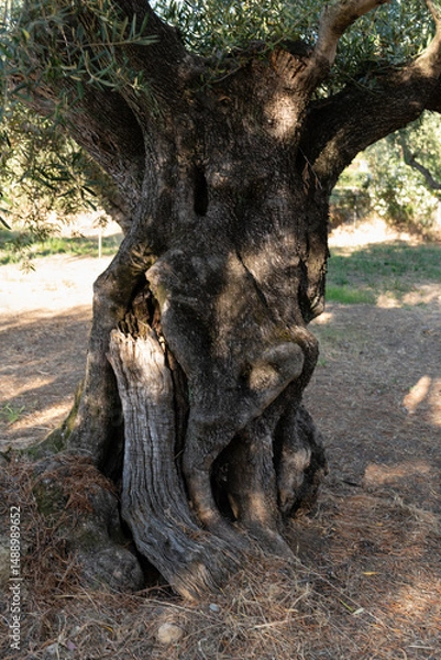 Fototapeta Aged Olive Tree with Hollow. An old olive tree with a hollowed trunk stands on dry earth in the warm Zakynthos sunlight,