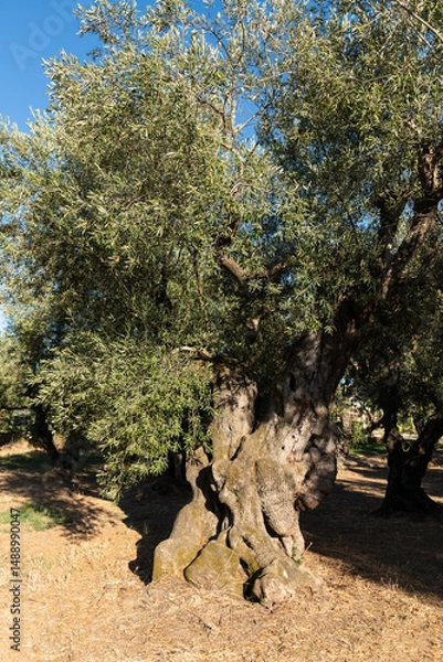 Fototapeta Full Olive Tree in Sunlight. A full, mature olive tree stands in golden light amid a grove in Zakynthos, Greece.