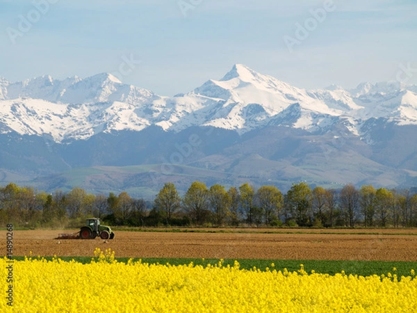 Obraz Rape field and mountains