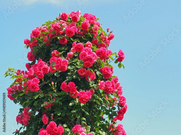 Obraz 横浜　山下公園の赤いバラ