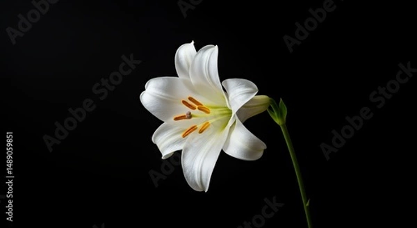 Fototapeta Elegant White Lily Blossom with Detailed Pollen on Striking Black Backdrop
